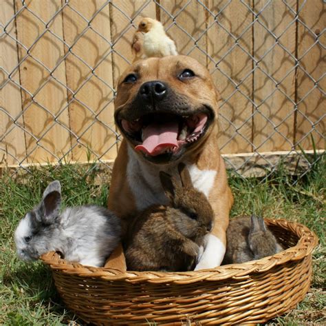 10 Stereotypes About Pit Bulls That Are Just Dead Wrong