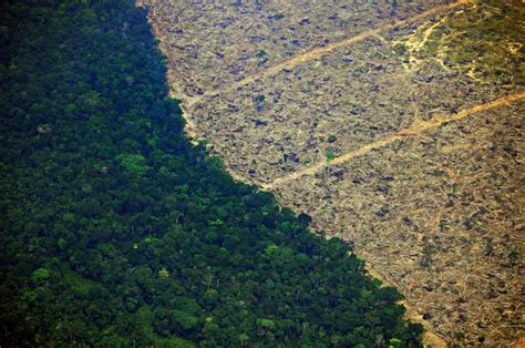 The Amazon Rainforest : A Planetary Icon In Danger