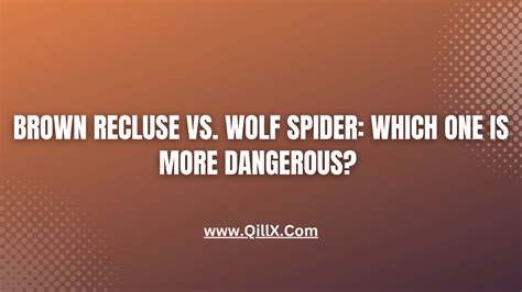 Brown Recluse vs. Wolf Spider: Which One is More Dangerous? | QillX