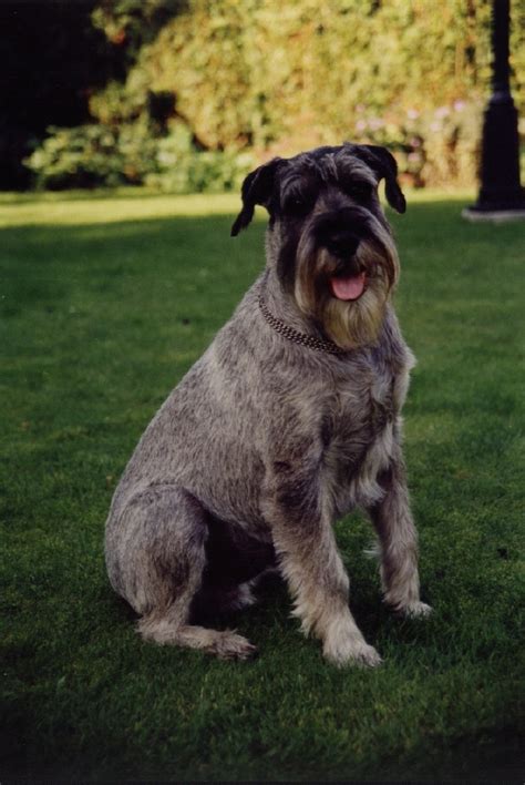Pick a song that drives you. A-Wurf | Mittelschnauzer-Welpen.de