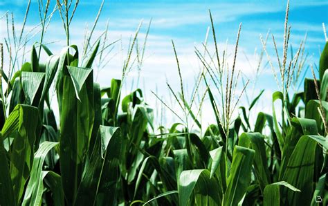 Can you hear corn growing? Songs of Eretz Poetry Review: Poem of the Day: "On a Quiet ...