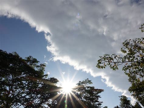 Gambar jala, sate, dan paku. Gambar : pohon, alam, cahaya, awan, menanam, langit, sinar ...