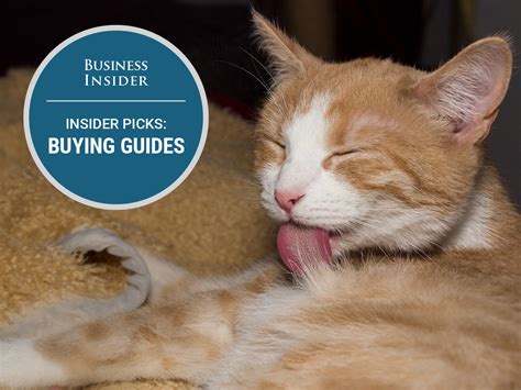 That's because (you guessed it). The best hairball medicine for your cat | Cats, Medicine ...