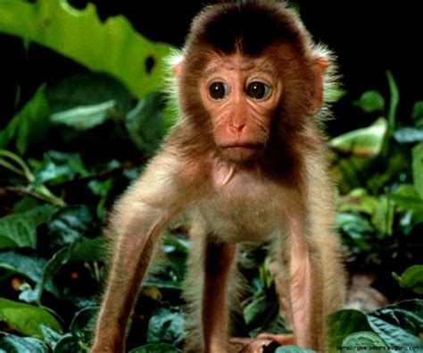 Real Jungle Animals Monkeys Amazing Wallpapers