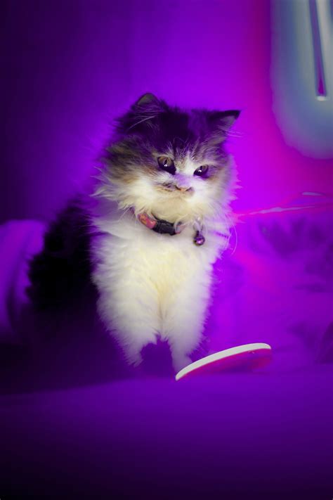 Purple Cat Pictures Download Free Images On Unsplash