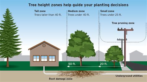Tree Safety 101 Mitigate Dangers With Power Lines And Gas Lines While
