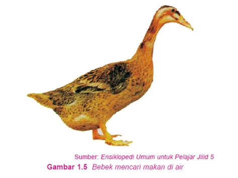 Kalian telusuri mengenai koleksi foto atau gambar lain pada postingan blog ini ukuran foto atau gambar. Gambar Hewan Cicak Kartun