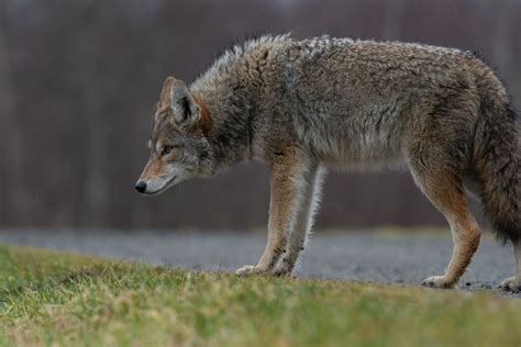 Wolf Vs. Coyote: Differences & Similarities Between Them