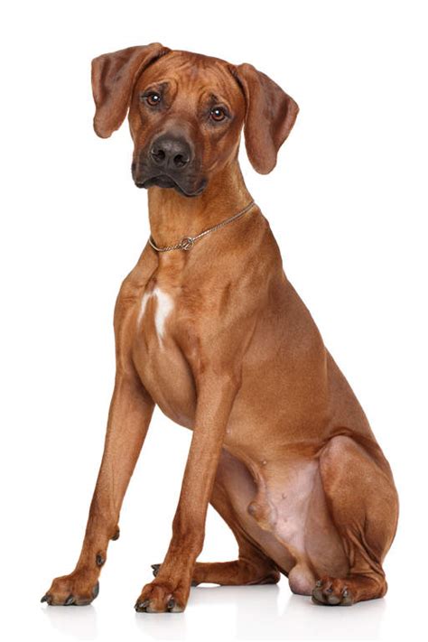 Rhodesian ridgeback dog breed info & pictures. Rhodesian Ridgeback | Dogs | Breed Information | Omlet