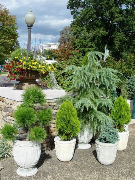 Evergreens In Pots For Winter