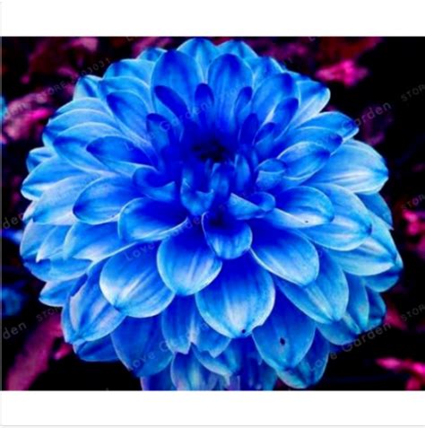 Check spelling or type a new query. Blue Dahlia Flower Bulbs, Not Dahlia Seeds, Beautiful ...