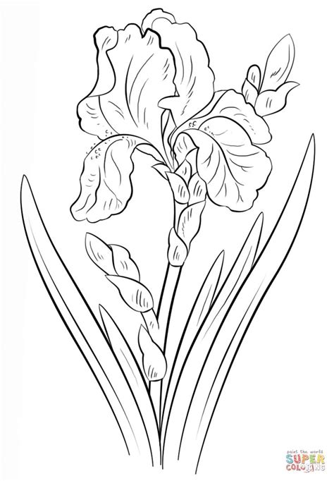 252 Best Line Drawings Of Irises Images On Pinterest Drawing Flowers