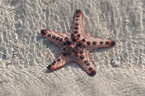 Single Starfish Is Lying On The Sand Underwater Stock Photo Image