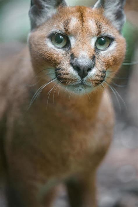 Portrait Of Caracal 2635823 Stock Photo At Vecteezy