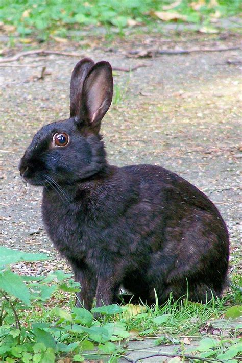 The european rabbit ( oryctolagus cuniculus ) was introduced into australia in the 1800s, and its population grew unchecked, wreaking havoc on agricultural and pasture lands. European rabbit | Wiki | Everipedia