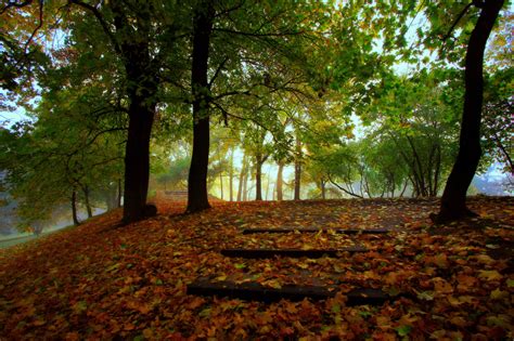 Wallpaper Park Morning Autumn Trees Leaves Fog Canon Landscape