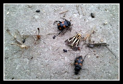 They can then recommend a proofing strategy and decide on the best course of action in terms of control; Natural Pest Control - Safe for Chickens, Other Pets and ...