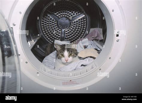 Tumble Driers Cat Lie Hide Laundry Danger Of Collision Household