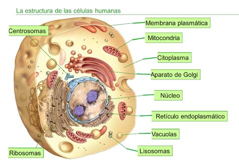 BiologÍa Y GeologÏa CÉlula Humana
