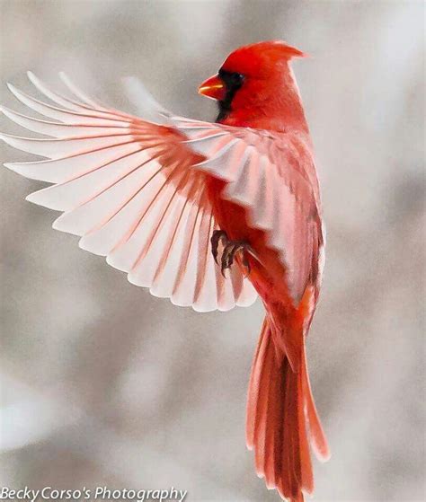 Gorgeous Cardinal Birds Red Birds Colorful Birds Love Birds Pretty