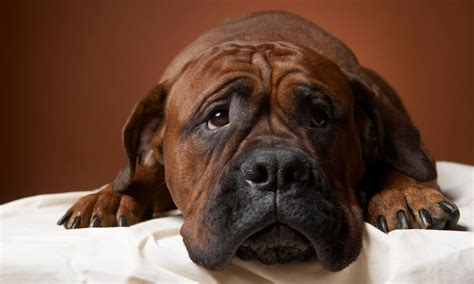 The dog looks like they're in pain, discomfort, or acts lethargic; Why Is My Dog Eating Grass?