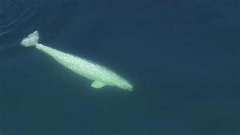 First Beluga Whale In Central Puget Sound Since 1940 Spotted For A Third Time This Week