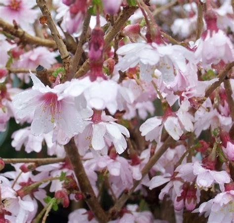 Lll migliore albero fiore del 2021 recensioni, guida all'acquisto e offerte confronto: Pruno da fiore - Prunus - Prunus - Alberi - Pruno da fiore ...