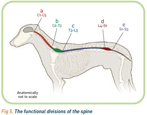 Spine Anatomy Dog Anatomical Charts And Posters