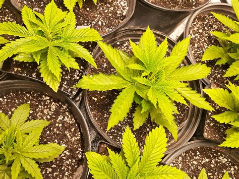 3 gal. Pots 3 weeks? | THCFarmer - Cannabis Cultivation Network