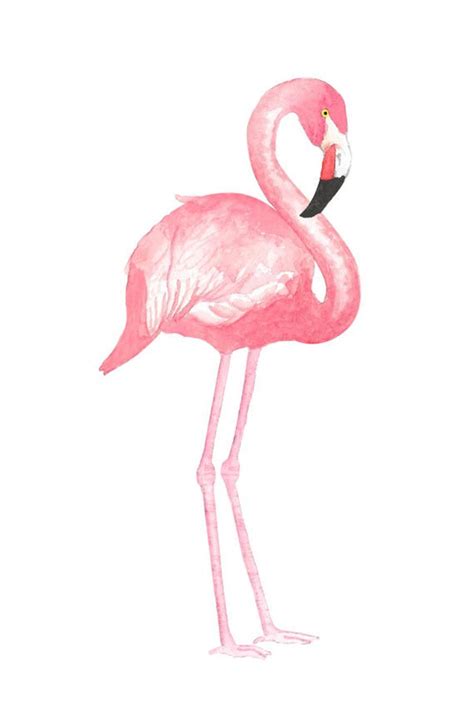Download Flamingo clipart watercolor, Flamingo watercolor ...