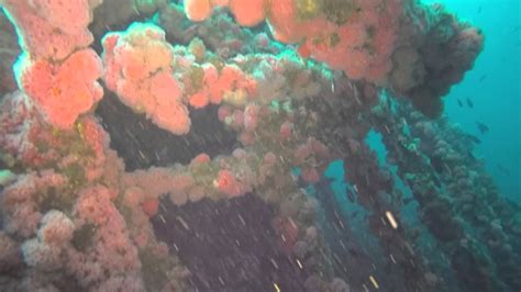 These acts are in violation of the olympic spirit. Scuba Diving, Wreck of Olympic 2, San Pedro, California ...