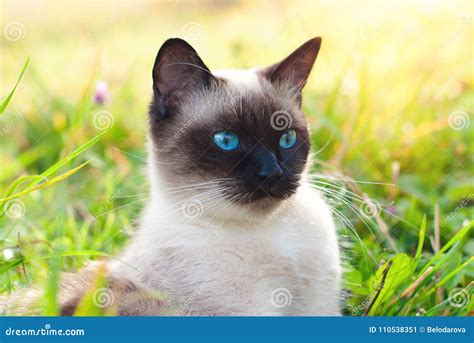 Beautiful Siamese Purebred Cat With Blue Eyes Stock Image Image Of