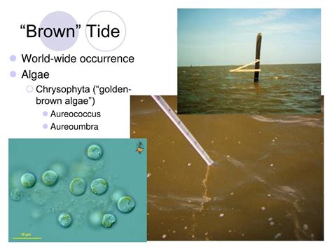 Ppt Harmful Algal Blooms Powerpoint Presentation Free Download Id
