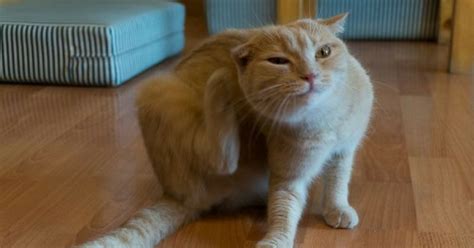 Pada infeksi kutu telinga yang parah, pemilik kucing perlu bantuan dokter. Rawat Masalah Kutu Pada Kucing Dengan Semburan Bahan Ni ...