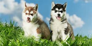 Husky Growth Chart Weight Size When Do Huskies Stop Growing