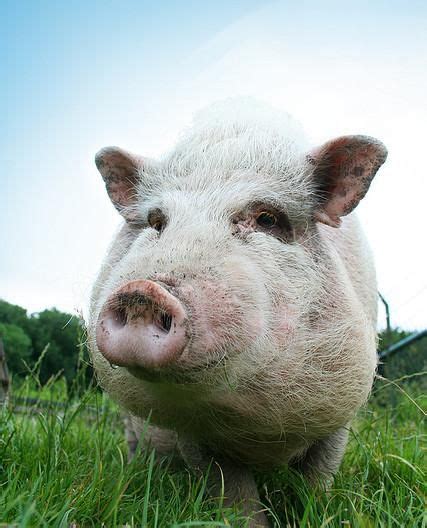 If you have no cat food to give to the stray, then chicken is a good substitute. Pig Genome Sequenced, Scientists Bring Home Bacon ...