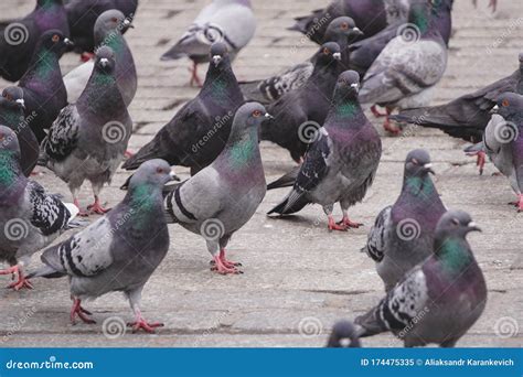 A Lot Of Grey Pigeons Walk On Paving Slabs Or Sidewalk In The City