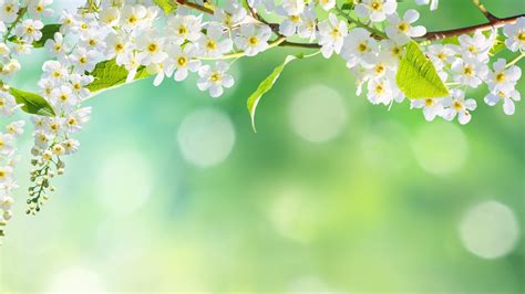 Closeup Photo Of White Cherry Blossoms Flowers In Blur Background 4k Hd