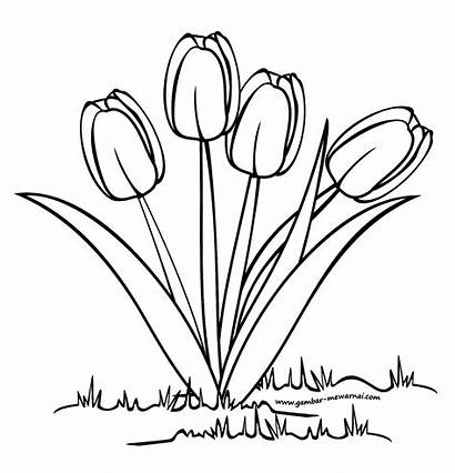 Bunga Gambar Mewarnai Sketsa Tulip Untuk Contoh