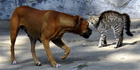 Dogs Or Cats: Which Wins The Internet? • Lazer Horse