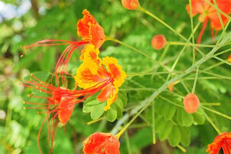 Is Mexican Bird Of Paradise Poisonous To Dogs