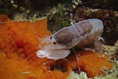 Maybe you would like to learn more about one of these? Pistolenkrebs Foto & Bild | tiere, wildlife, krebse Bilder ...