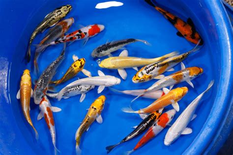 High quality koi, Koi, Koi fingerlings, small koi, japanese koi