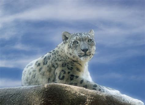 Snow Leopard Photograph By Sandy Keeton Fine Art America