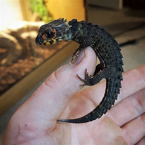 Cbreptile.com is a family owned and operated reptile for sale business that is proud to sell only healthy captive bred reptiles for sale online. Brian Barczyk on Instagram: "Seems like I've posted a lot ...