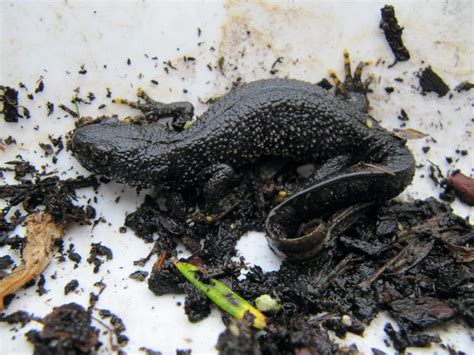 Regrowing Limbs Fossils Reveal Ancient Secrets Of Salamander Ancestors