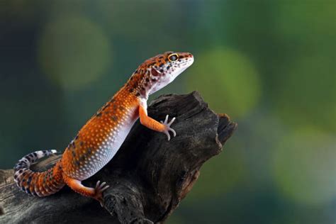 gambar tokek rumah