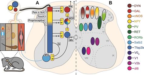 Organization And Points Of Control Within Sensorimotor Pathways A