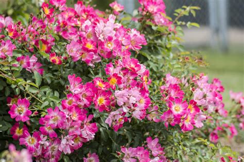 Petite knock out rose (rosa 'meibenbino'). Pink Drift® — Drift® Roses