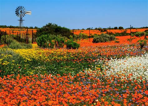 Check spelling or type a new query. Visit Namaqualand on a trip to South Africa | Audley Travel